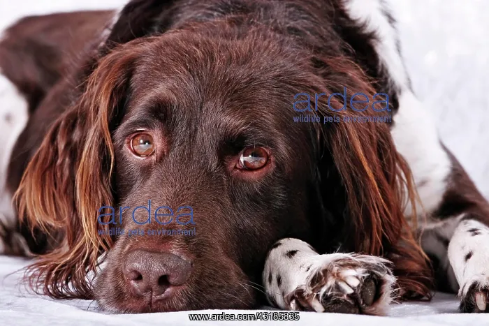 : Small Munsterlander lying down, portrait : Small Munsterlander lying down, portrait