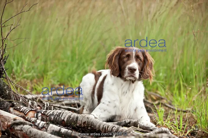 : Small Munsterlander lying in the forest : Small Munsterlander lying in the forest