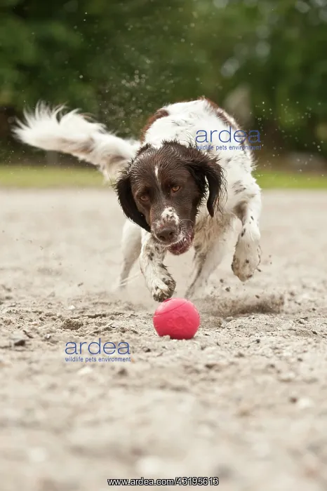 : Small Munsterlander playing with a ball : Small Munsterlander playing with a ball