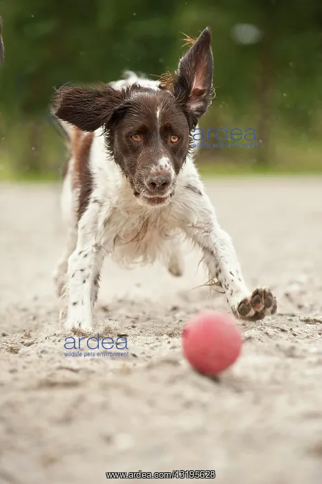 : Small Munsterlander playing with a ball : Small Munsterlander playing with a ball