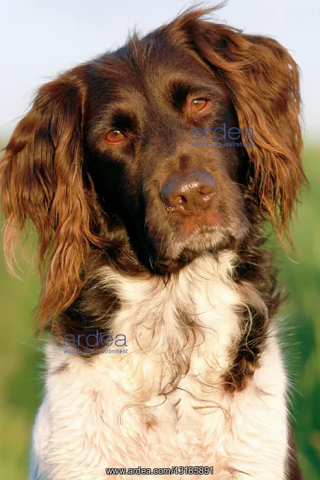 : Small Munsterlander, portrait : Small Munsterlander, portrait