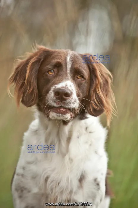 : Small Munsterlander, portrait : Small Munsterlander, portrait