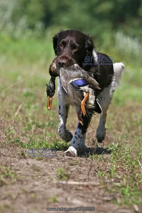 : Small Munsterlander retrieving a duck Kleiner Muensterlaende : Small Munsterlander retrieving a duck Kleiner Muensterlaende