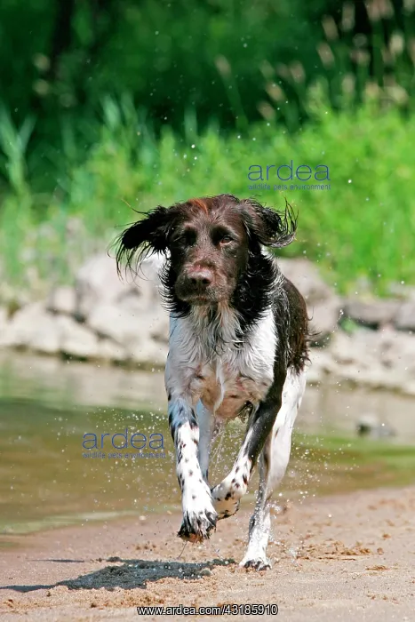 : Small Munsterlander running alongside a lake : Small Munsterlander running alongside a lake
