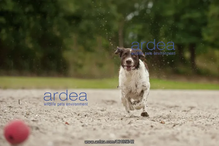 : Small Munsterlander running after a ball : Small Munsterlander running after a ball