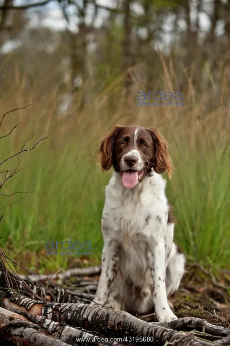 : Small Munsterlander, sitting : Small Munsterlander, sitting