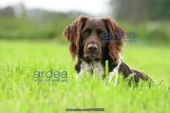 : Small Munsterlander sitting on a meadow : Small Munsterlander sitting on a meadow