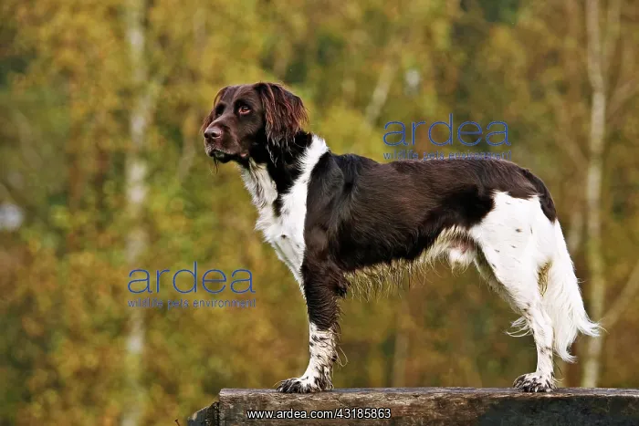 : Small Munsterlander, standing : Small Munsterlander, standing