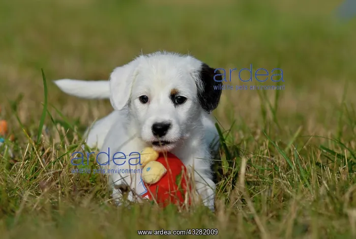  : Small Parson Jack Russell terrier with toys