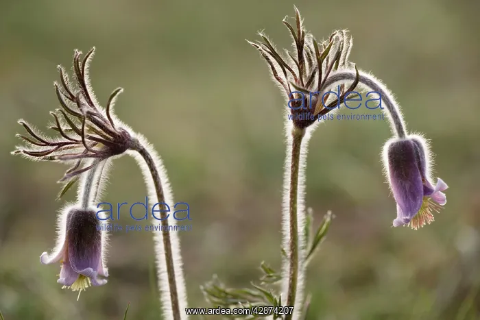 : Small Pasque flower - evening light : Small Pasque flower - evening light