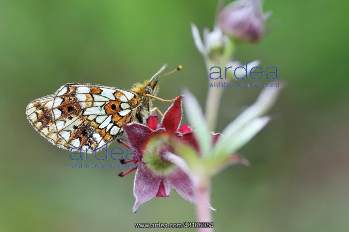 : Small Pearl-bordered Fritillary : Small Pearl-bordered Fritillary