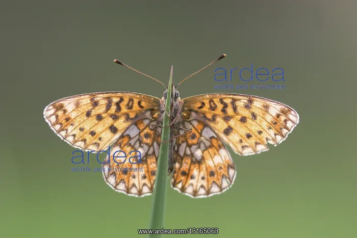  : Small Pearl-bordered Fritillary