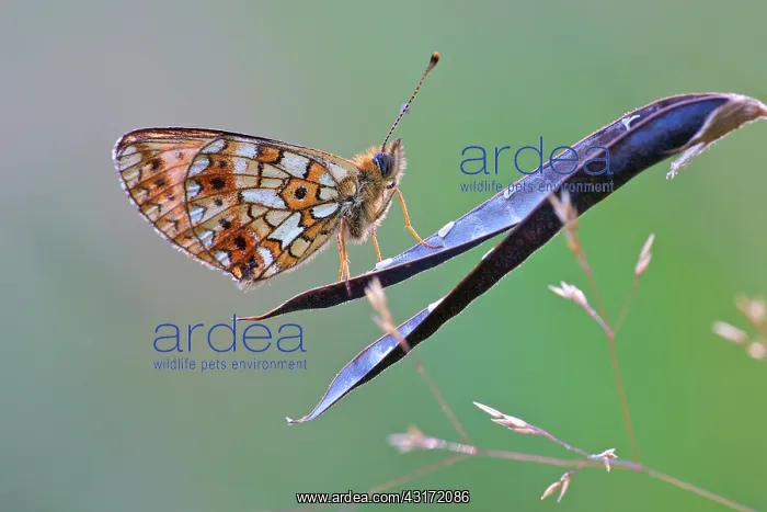 : Small Pearl-bordered Fritillary : Small Pearl-bordered Fritillary
