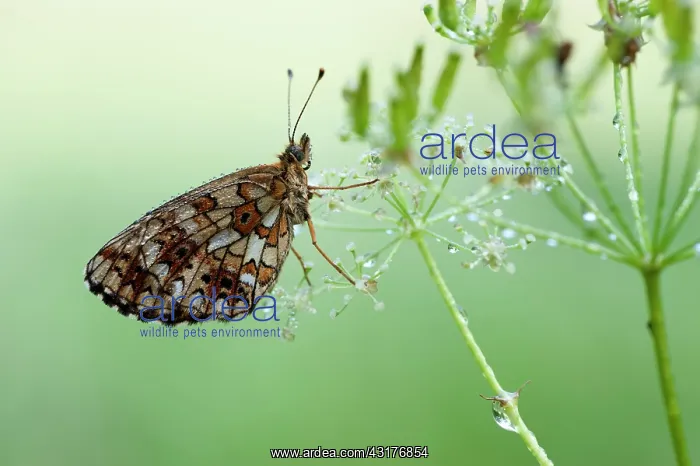: Small Pearl-bordered Fritillary : Small Pearl-bordered Fritillary