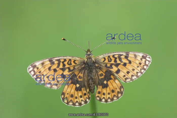 : Small Pearl-bordered Fritillary : Small Pearl-bordered Fritillary