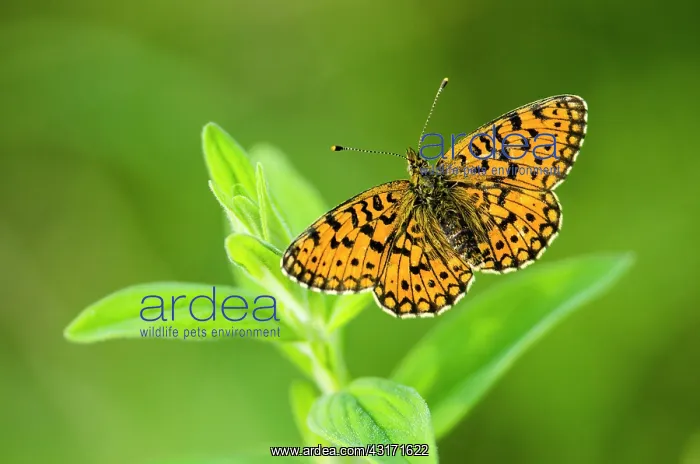  : Small Pearl-bordered Fritillary (Boloria selene)