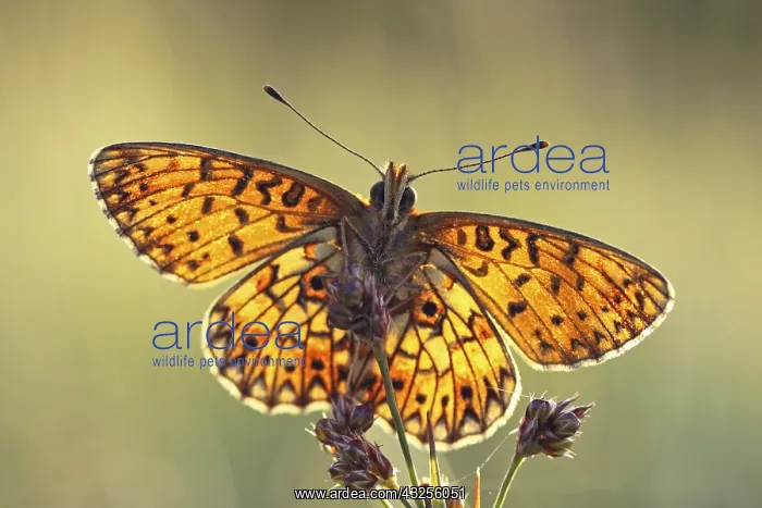  : Small Pearl-bordered Fritillary (Boloria selene