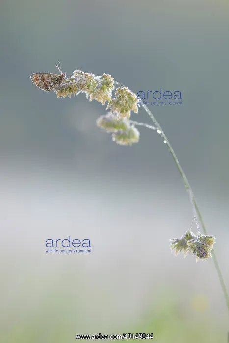 : Small Pearl-bordered Fritillary (Boloria selene) resting : Small Pearl-bordered Fritillary (Boloria selene) resting