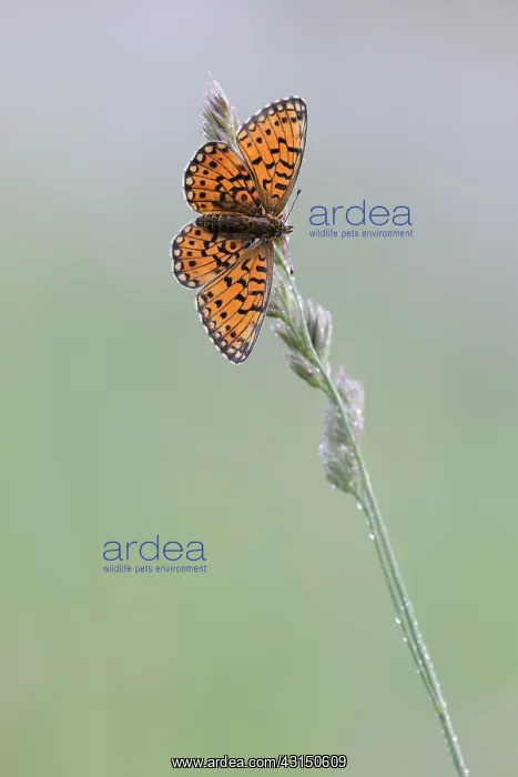 : Small Pearl-bordered Fritillary (Boloria selene) resting on : Small Pearl-bordered Fritillary (Boloria selene) resting on