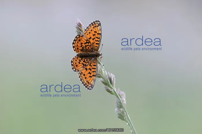 : Small Pearl-bordered Fritillary (Boloria selene) resting on : Small Pearl-bordered Fritillary (Boloria selene) resting on