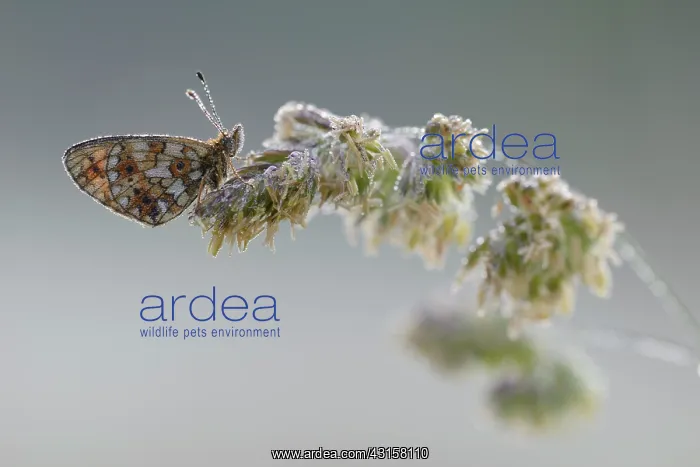 : Small Pearl-bordered Fritillary (Boloria selene) resting : Small Pearl-bordered Fritillary (Boloria selene) resting