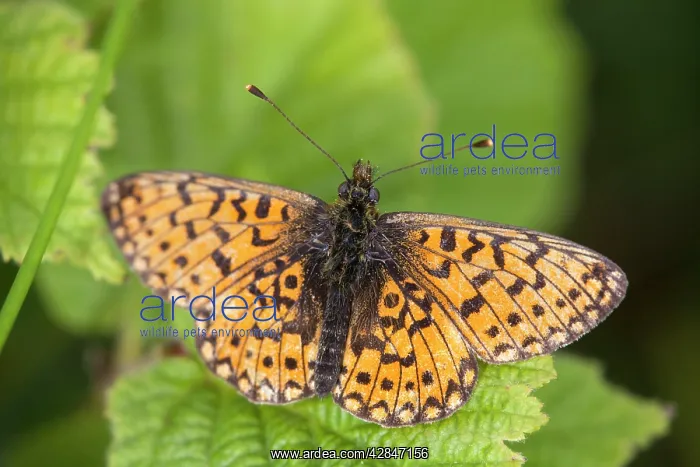 : Small Pearl Bordered Fritillary Butterfly : Small Pearl Bordered Fritillary Butterfly