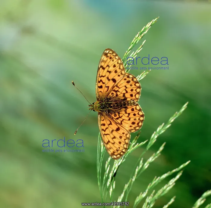 : Small pearl-bordered fritillary BUTTERFLY : Small pearl-bordered fritillary BUTTERFLY