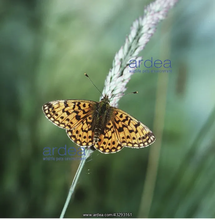: Small pearl-bordered Fritillary BUTTERFLY : Small pearl-bordered Fritillary BUTTERFLY