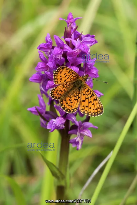 : Small Pearl-bordered Fritillary (Clossiana selene) : Small Pearl-bordered Fritillary (Clossiana selene)