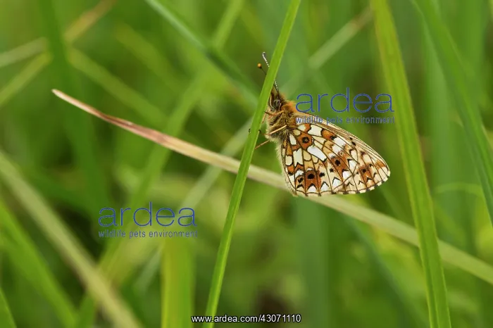 : Small Pearl-bordered Fritillary (Clossiana selene) : Small Pearl-bordered Fritillary (Clossiana selene)