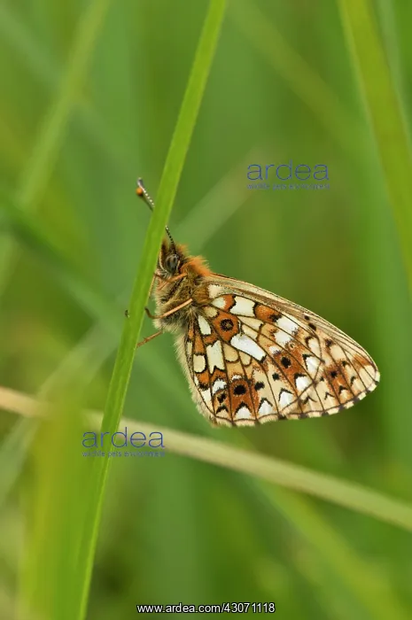 : Small Pearl-bordered Fritillary (Clossiana selene) : Small Pearl-bordered Fritillary (Clossiana selene)