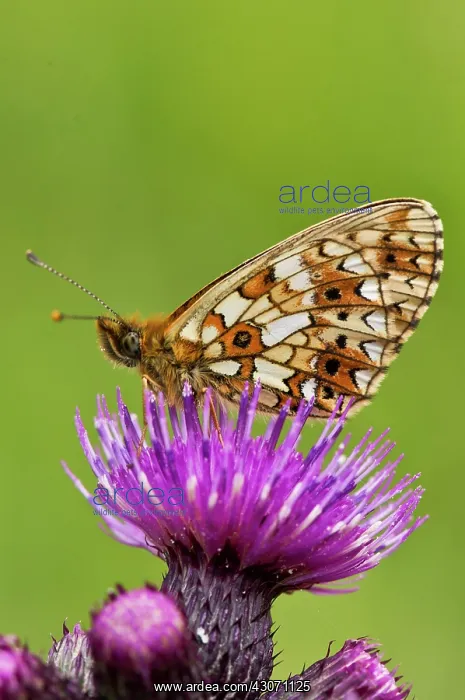 : Small Pearl-bordered Fritillary (Clossiana selene) : Small Pearl-bordered Fritillary (Clossiana selene)