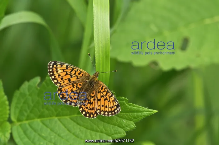 : Small Pearl-bordered Fritillary (Clossiana selene) : Small Pearl-bordered Fritillary (Clossiana selene)