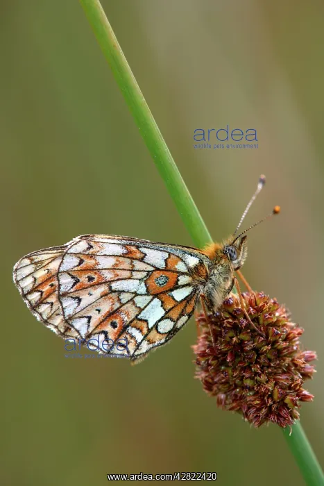 : Small Pearl-bordered Fritillary - on soft rush : Small Pearl-bordered Fritillary - on soft rush