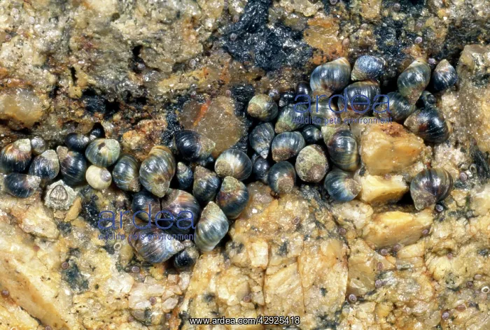 : Small Periwinkles - in seashore rock crevice : Small Periwinkles - in seashore rock crevice
