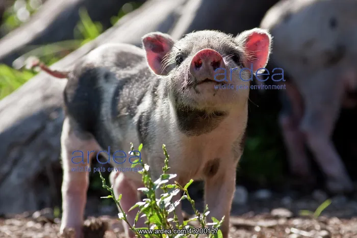 : Small pig, piglet (Sus scrofa domestica) : Small pig, piglet (Sus scrofa domestica)