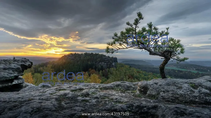 : Small pine at the Papststein, Elbe Sandstone Mountains : Small pine at the Papststein, Elbe Sandstone Mountains