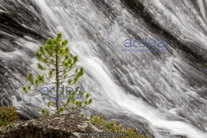 : Small pine tree and Gibbon Falls, Yellowstone National : Small pine tree and Gibbon Falls, Yellowstone National