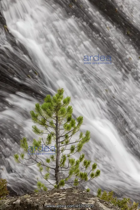 : Small pine tree and Gibbon Falls, Yellowstone National : Small pine tree and Gibbon Falls, Yellowstone National