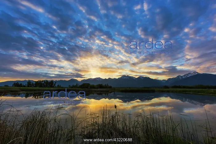 : Small pond reflects the Mission Mountains : Small pond reflects the Mission Mountains