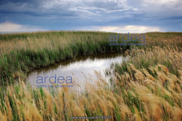 : Small pond between windblown reeds : Small pond between windblown reeds