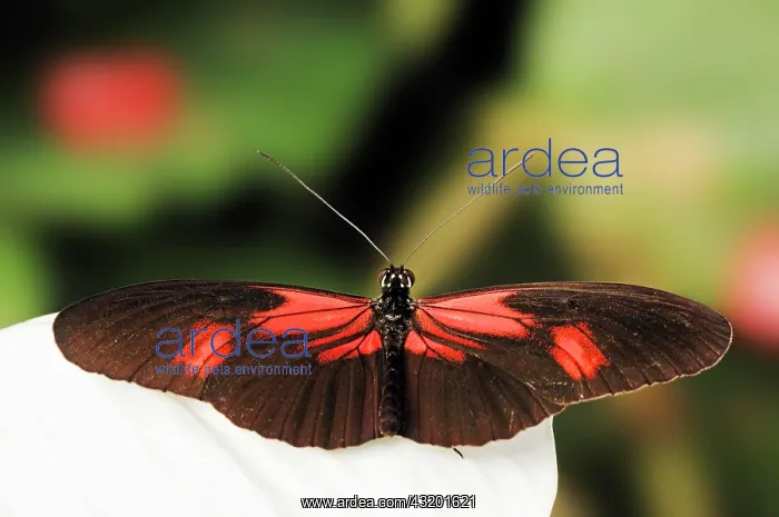 : Small Postman, Red Passion Flower Butterfly, Crimson-Patched : Small Postman, Red Passion Flower Butterfly, Crimson-Patched