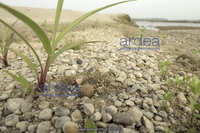 : Small Pratincole nest and egg : Small Pratincole nest and egg