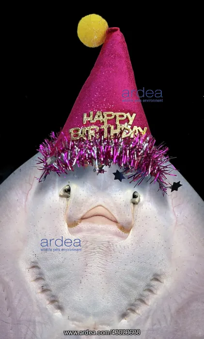 : Small Ray seen from below showing gills mouth and nostrils : Small Ray seen from below showing gills mouth and nostrils