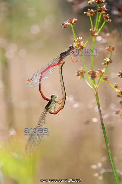 : Small Red Damselflies - paired : Small Red Damselflies - paired
