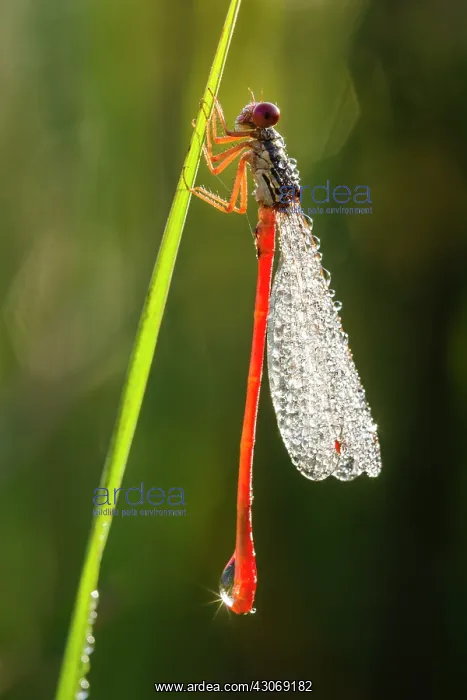 : Small Red Damselfly : Small Red Damselfly