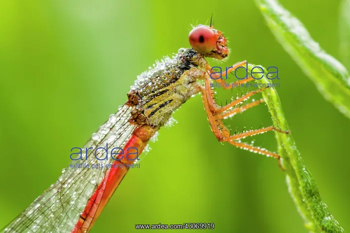 : Small Red Damselfly : Small Red Damselfly