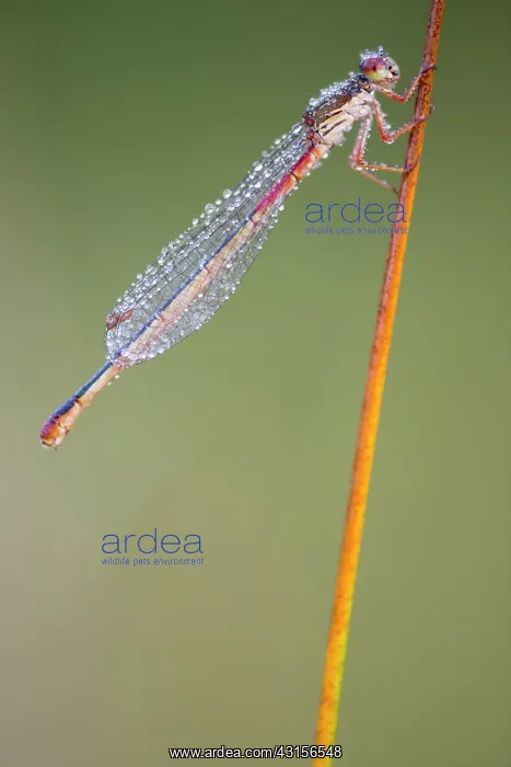 : Small Red Damselfly : Small Red Damselfly