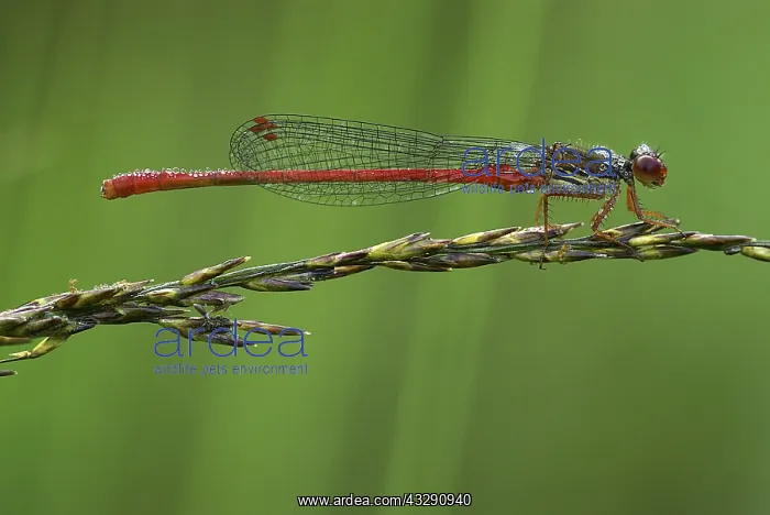: Small Red Damselfly (Ceriagrion tenellum) resti : Small Red Damselfly (Ceriagrion tenellum) resti