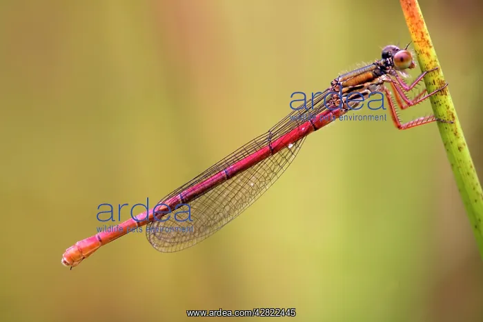 : Small Red Damselfly - female : Small Red Damselfly - female